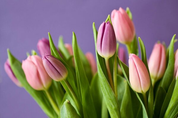 Pink Tulips